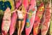 Lane_quiver_s